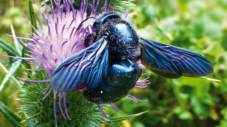 Wildbienen wie die Violette Holzbiene leben meist als Einzelgänger Holzbiene
