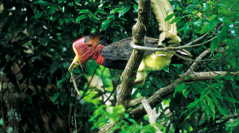 Ein Schildschnabel sitzt in einem Baum