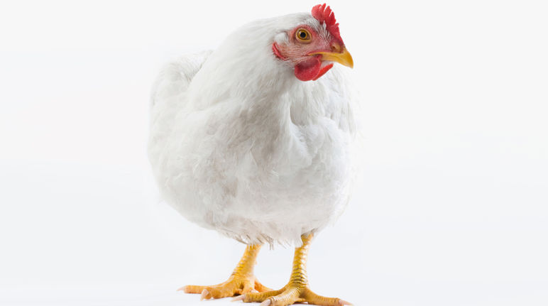Das Schicksal der Hühner: 47 Tage in Käfigen Huhn Stop Tierfabriken