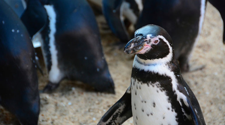 Ein Pinguin schaut in die Kamera. Hinter ihm erkennt man die Rücken seiner Artgenossen