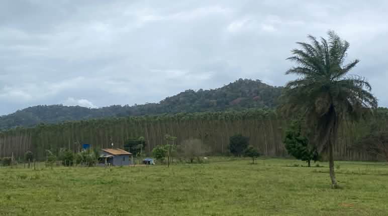 Hinter einer Weidefläche mit einer Holzhütte erstreckt sich im Hintergrund eine Eukalyptusplantage