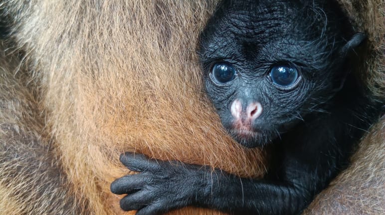 Nachwuchs bei amaZOOnico in Ecuador: Das Weißstirnklammeräffchen bekam den Namen Libertad – Freiheit Ein Baby eines Weißstirnklammeraffen schaut aus dem Fell der Mutter