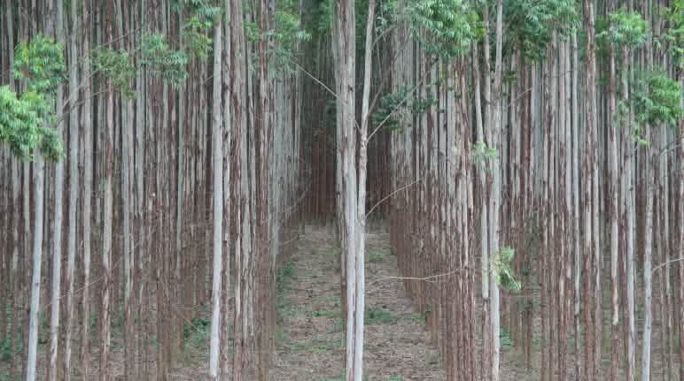 Eukalyptus-Plantagen sind lebensfeindliche und mit Pestiziden vergiftete grüne Wüsten Eukalyptusplantage