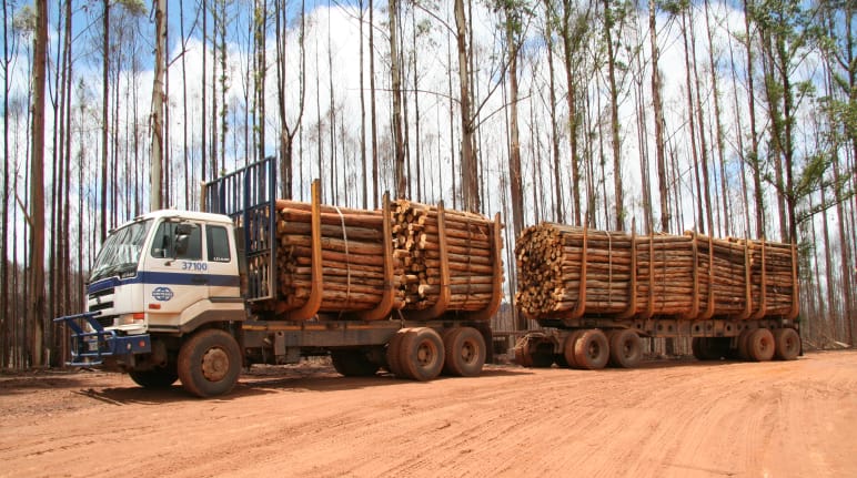 Holzernte auf abgebrannten Eukalyptus-Plantagen in Swasiland, Afrika