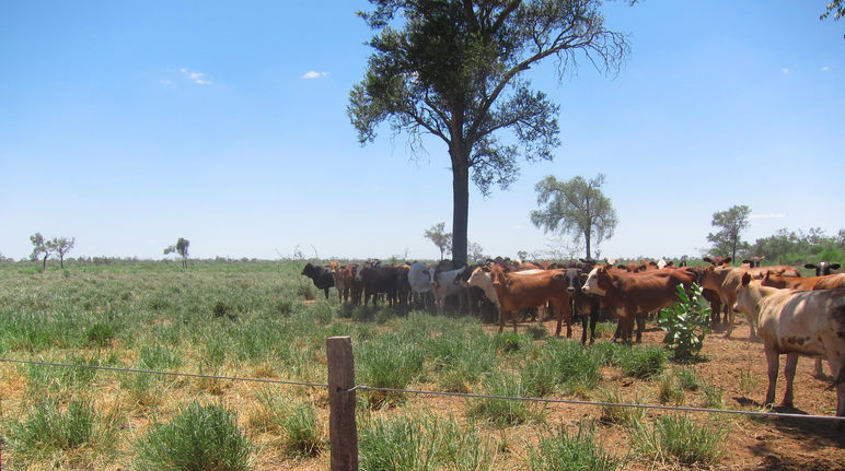 Rinderhaltung im Chaco
