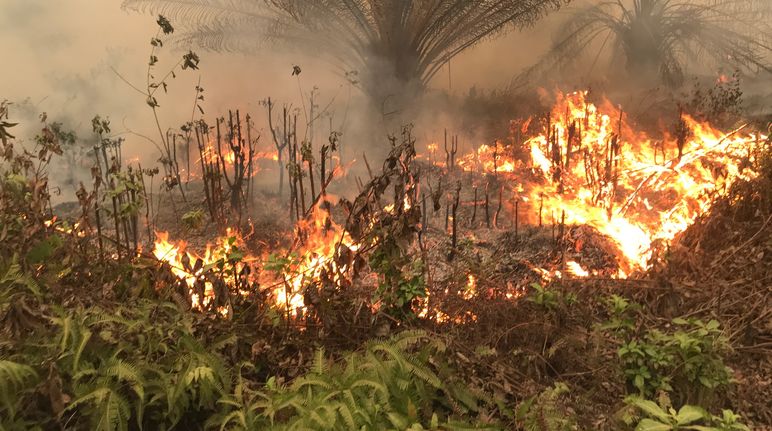 Brände beim Dorf Puding, Distrikt Muaro Jambi, Sumatra, 21. September 2019