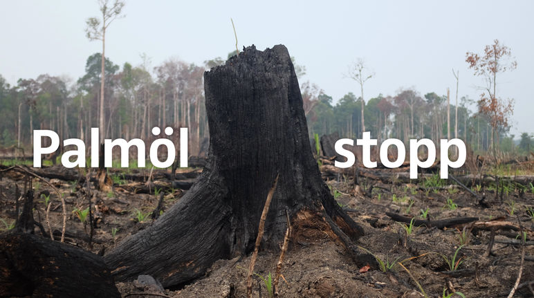 Waldbrand Indonesien - Palmöl stopp