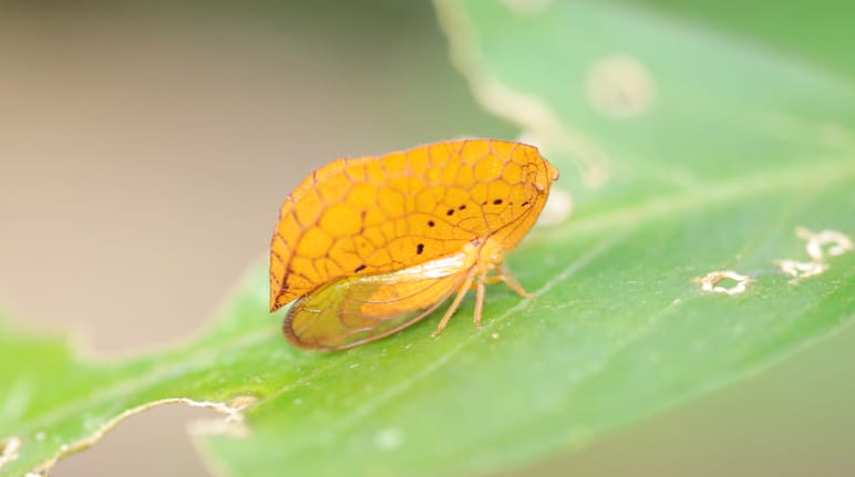 Insekt im Manu Nationalpark