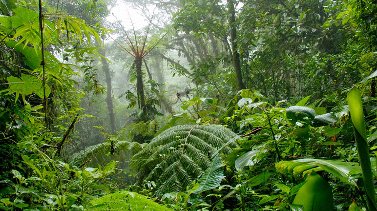 Nebelwald in Costa Rica