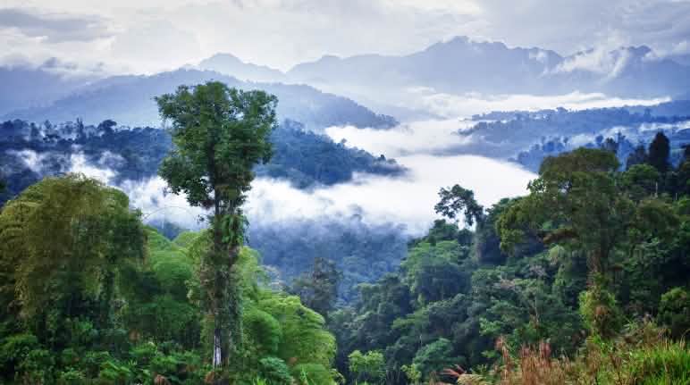 Blick auf einen Teil des Schutzwaldes Los Cedros Blick auf ein Tal mit Regenwald mit Wolken und Gebirgsketten im Hintergrund