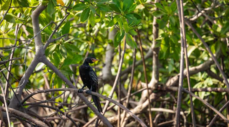 Die Mangrovenwälder sind idealer Lebensraum für Wasservögel wie Kormoran, Pelikan oder Flamingo Kormoran zwischen Mangroven