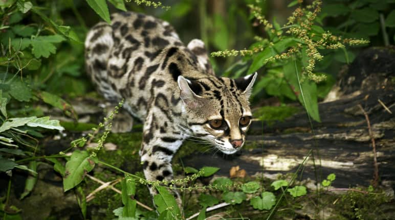 Langschwanzkatze(Margay)