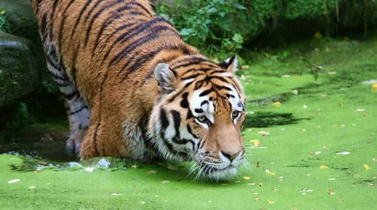 Tiger im Wasser