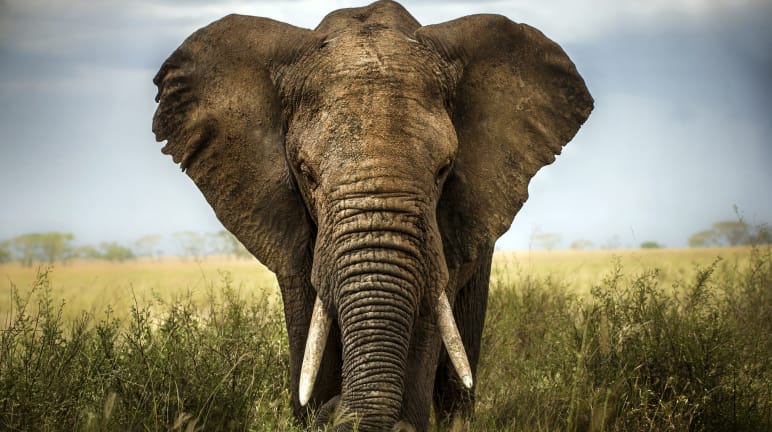 Elfenbein wird in der EU gehandelt Elefant in der Savanne