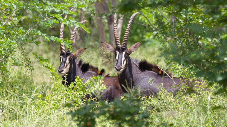 Rappenantilopen (Hippotragus Niger)