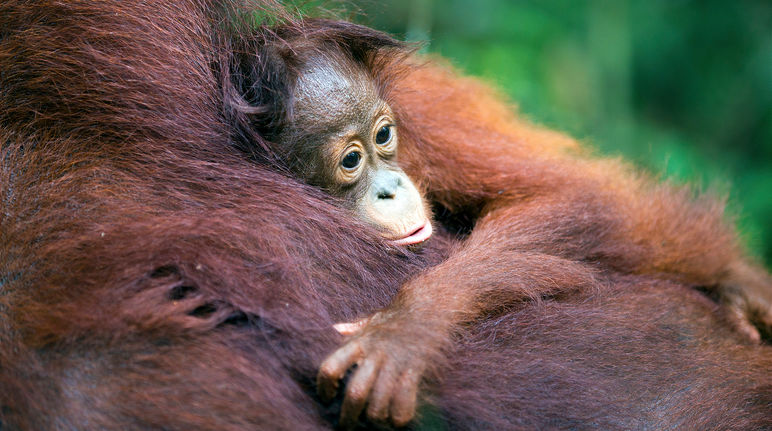 Orang-Utan Baby