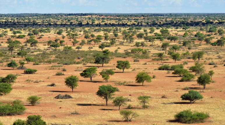 Busch-Landschaft in Namibia