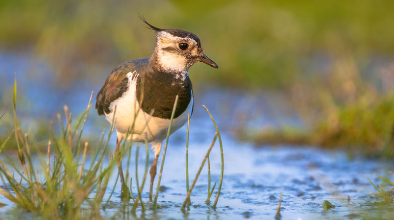 Kiebitz waten im flachen Wasser