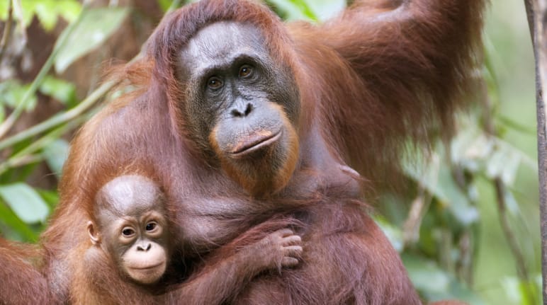 Orang-Utan mit Baby