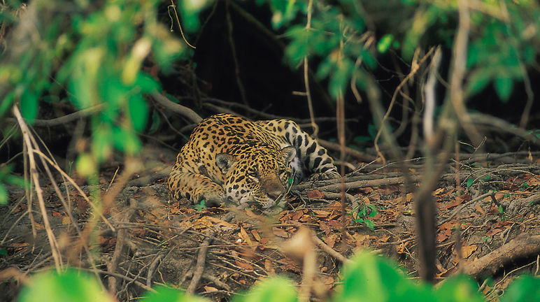 Jaguar im Cerrado, Brasilien