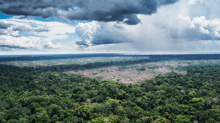 Auf der Luftaufnahme erkennt man gut, wie sich die Kahlschläge für riesige Plantagen in die Urwälder hineinfressen. Sie liegen in der Nähe des Amazonas-Dorfes Tamshiyacu in Peru Luftaufnahme Urwälder in der Nähe des Amazonas-Dorfes Tamshiyacu in Peru