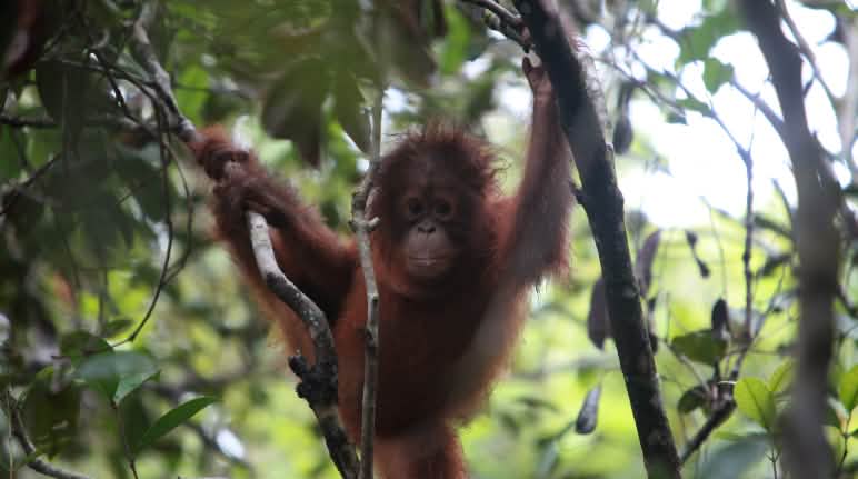 Ein Orang Utan im Urwald von Borneo.