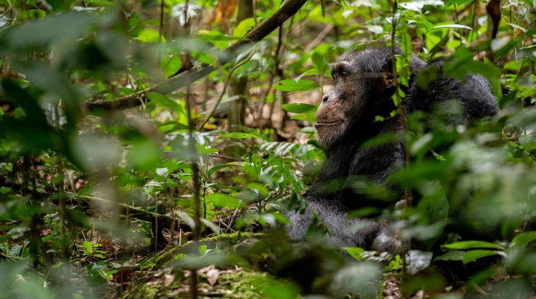 Schimpanse in Bossou, Guinea