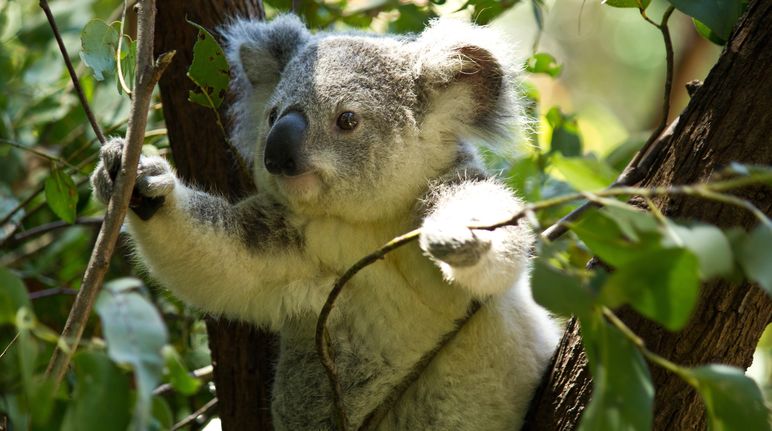 Koala auf Baum