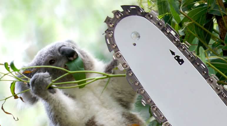Vom Aussterben bedroht Montage: Koala & Motorsäge