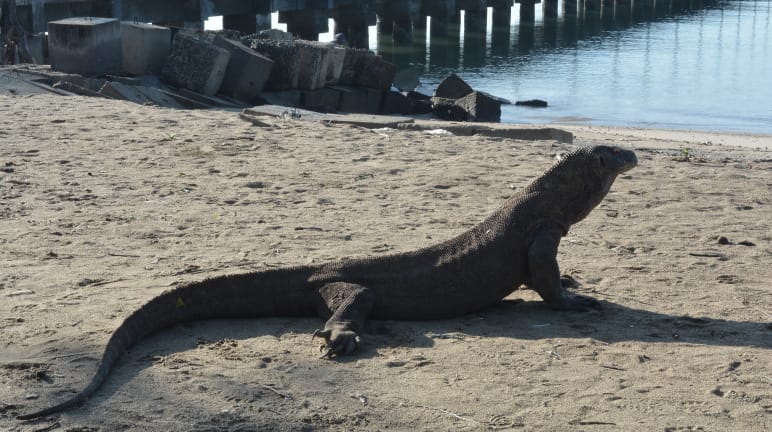 ein Komodowaran vor einem Bootsanleger