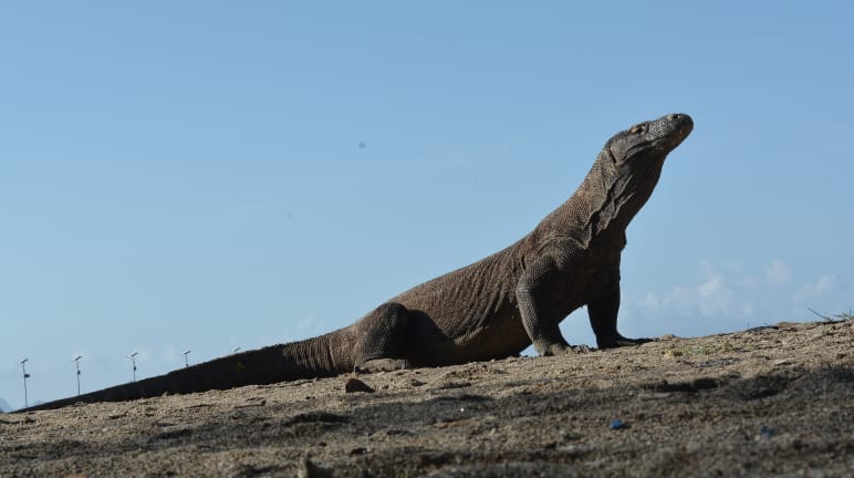 ein Komodowaran schaut nach oben