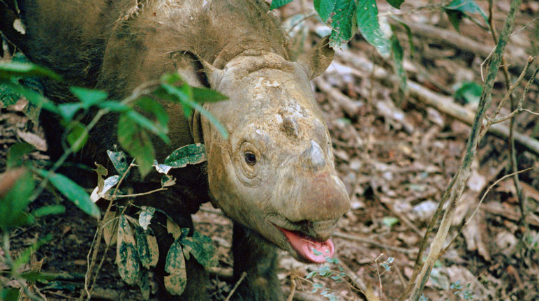 Sumatra-Nashorn