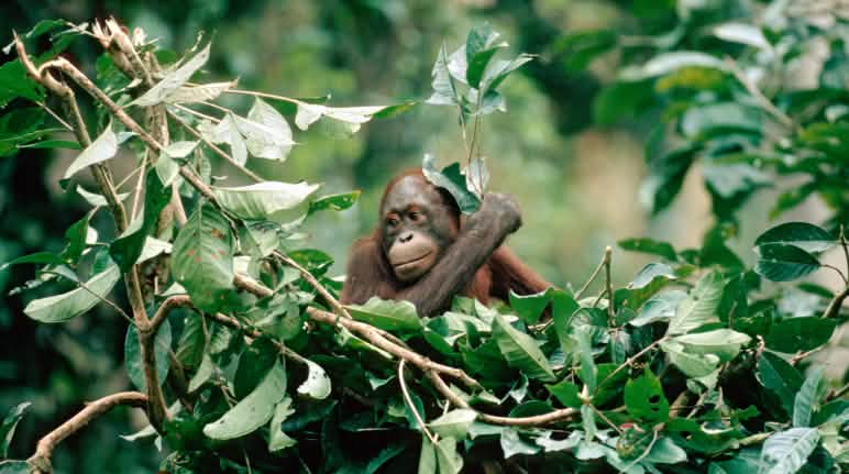 Ein Orang Utan baut ein Nest aus Ästen und Blättern im Baumwipfel