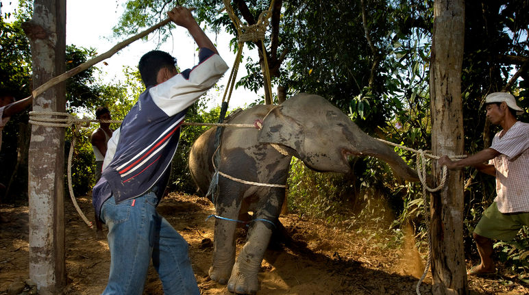 Gewalt und Qual an Elefant