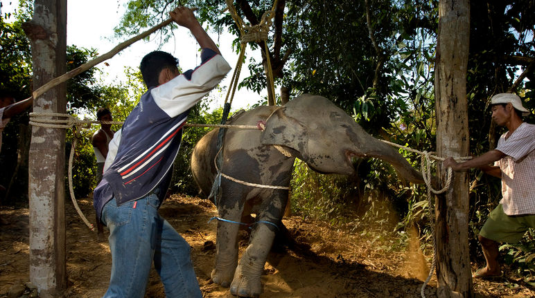 Der Wille eines Elefanten wird mit Gewalt gebrochen Gewalt und Qual an Elefant