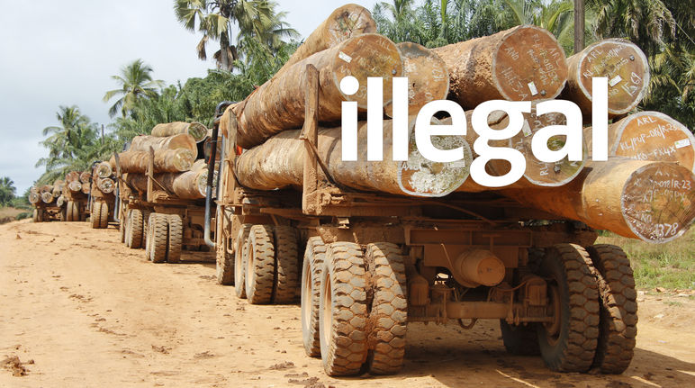 Auf Lastwagen werden Baumstämme aus Liberias Wäldern transportiert Mit Baumstämmen beladene Lastwagen in Liberia