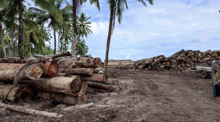 Holz unter Palmen