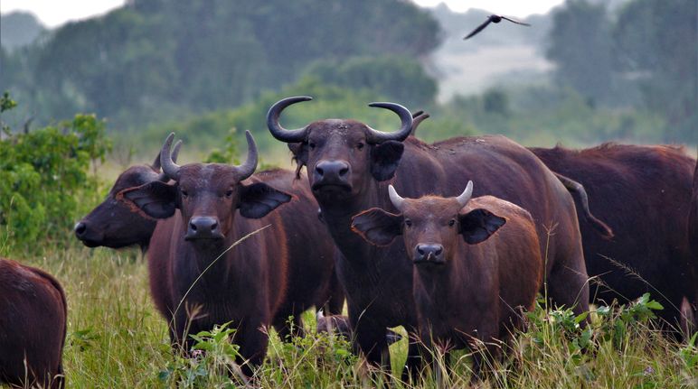 Kaffernbüffeln in Uganda