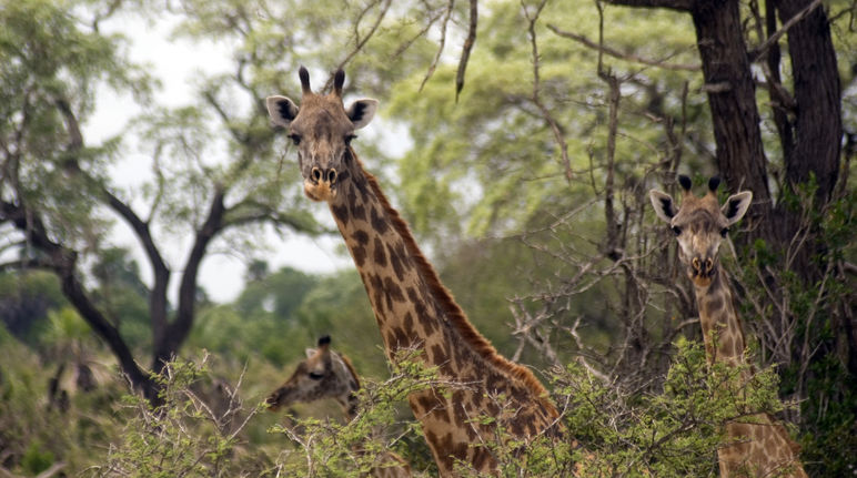 Das Reservat Selous bietet Lebensraum für Giraffen, Elefanten und Nashörner Masaai Giraffen - Selous Game Reserve - Tansania