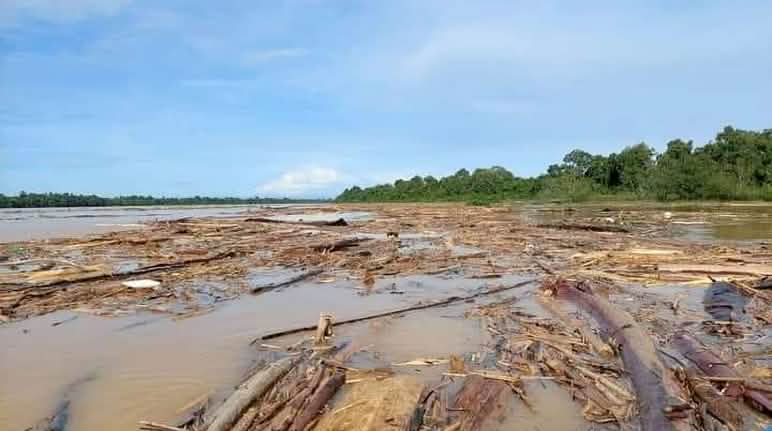 Treibholz verstopft den Fluss Baleh in Malaysia Abholzung verstopft einen Fluss mit Baumstämmen