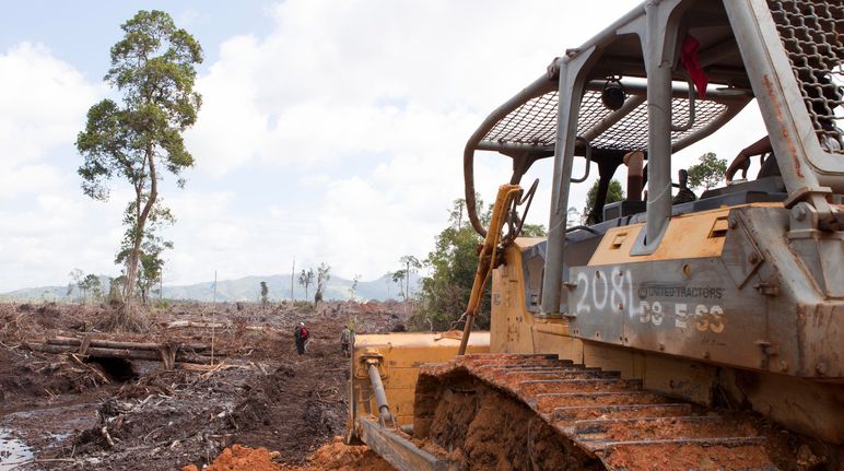 Bulldozer rodet Regenwald