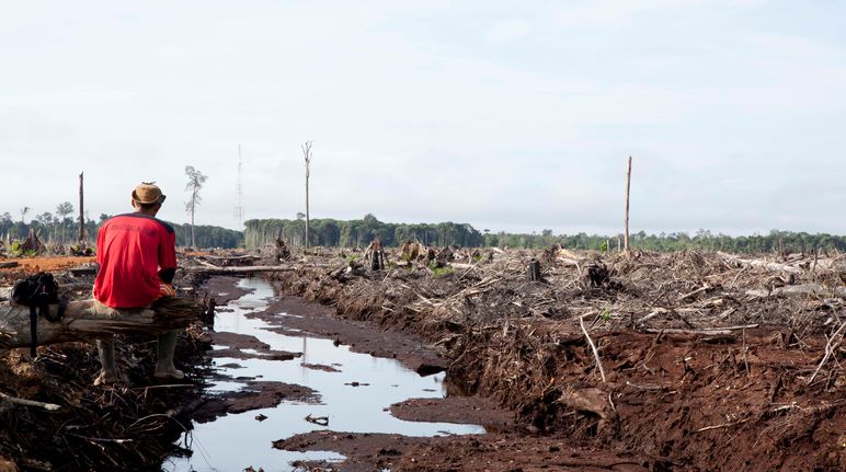 Ein Blick auf die traurige Wahrheit: Abholzung und Zerstörung