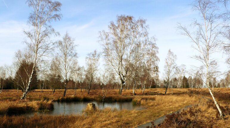 Moorlandschaft mit Holzpfad