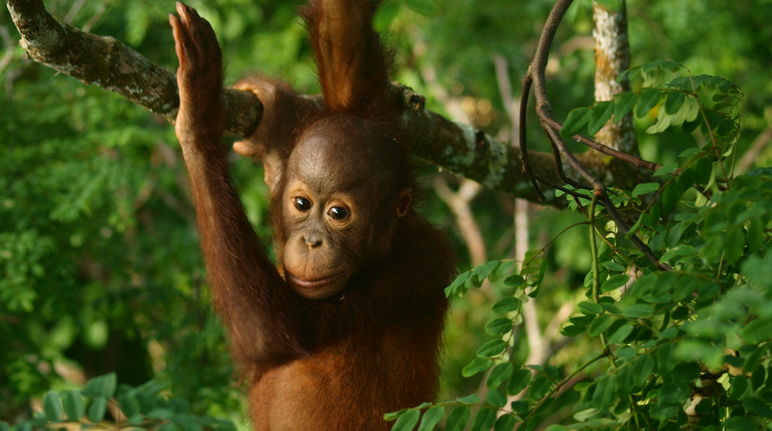 Junger Orang-Utan klettert im Baum