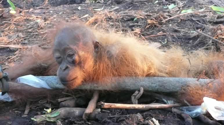 Der japanische Hotelkonzern H.I.S. will ein Palmöl-Kraftwerk bauen Orang-Utan Baby auf abgeholzter Palmölplantage