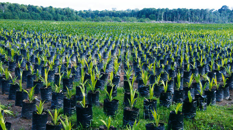 Palmölplantage, Borneo, Indonesien