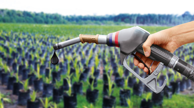 Palmölplantagen sind nicht nachhaltig. Das erkennt jetzt endlich auch die EU an Biosprit-Collage