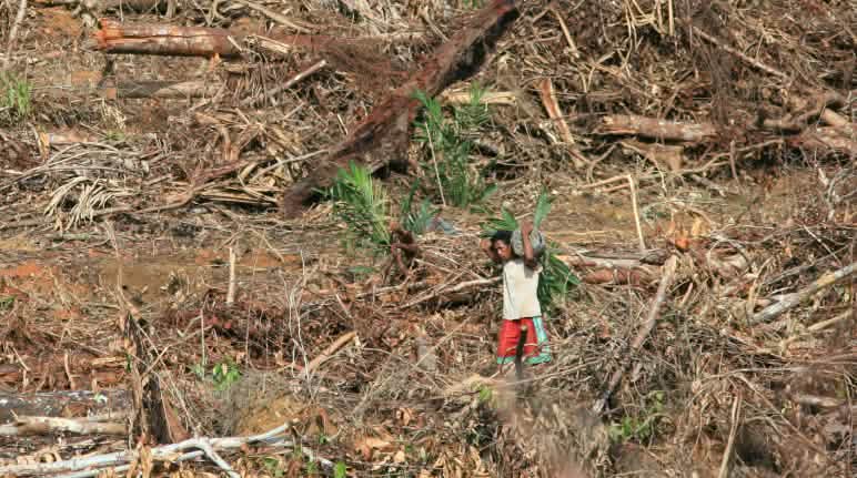 Der Wald von Sumatra, Borneo und Papua muss bleiben! Ölpalmplantage auf Papua