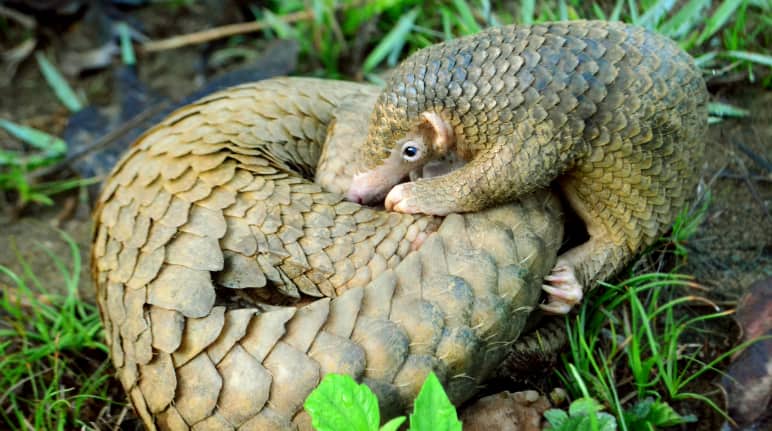 Junger Pangolin beugt sich über seine Mutter, die aufgerollt auf dem Waldboden liegt