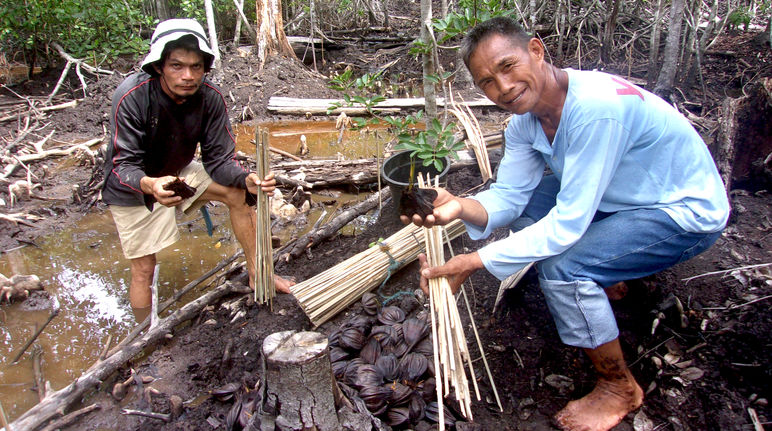 2 Männer pflanzen Nipa-Palmen-Setzlinge und schützen sie mit Bambusstangen